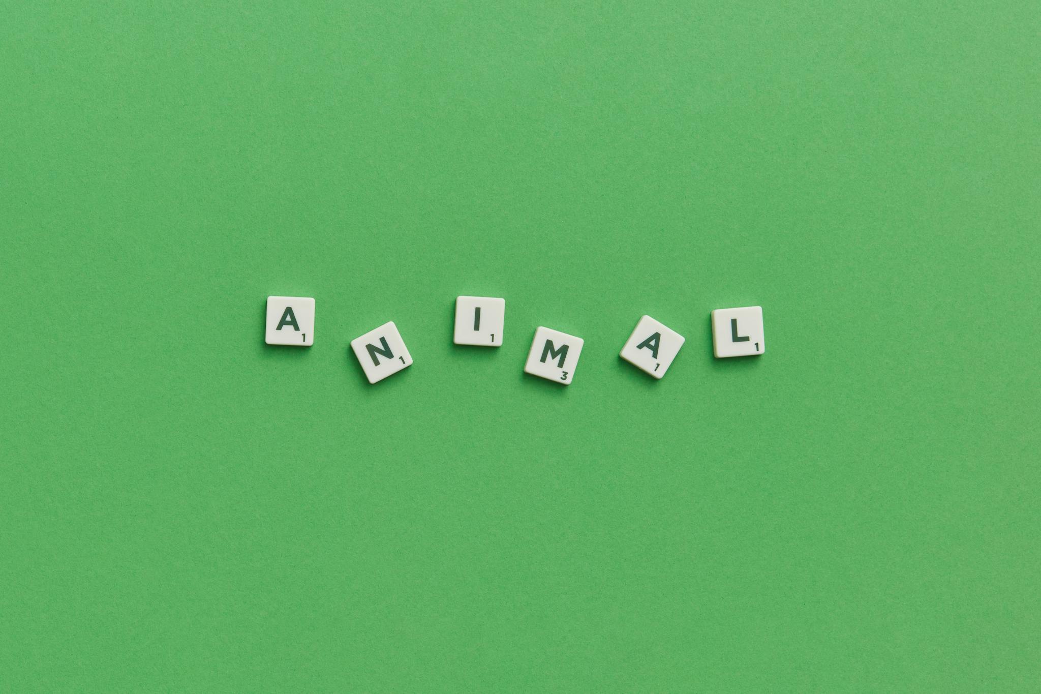 Scrabble tiles spelling 'animal' on a vibrant green background, providing conceptual space.